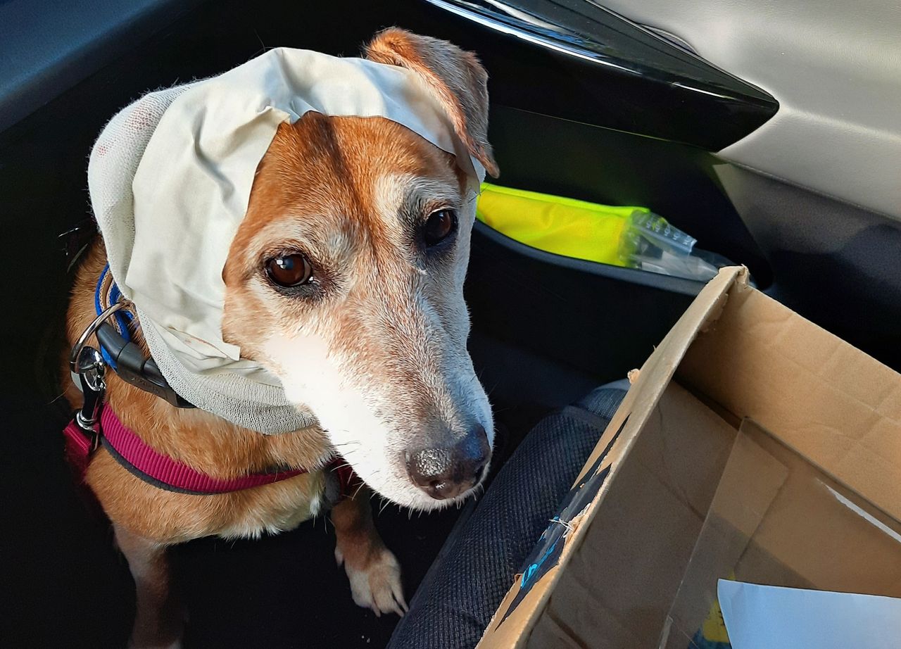 Hund Nancy mit einem Kopfverband schaut aufmerksam in die Kamera